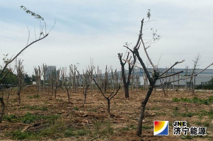 济矿家园着手筹备小区绿化