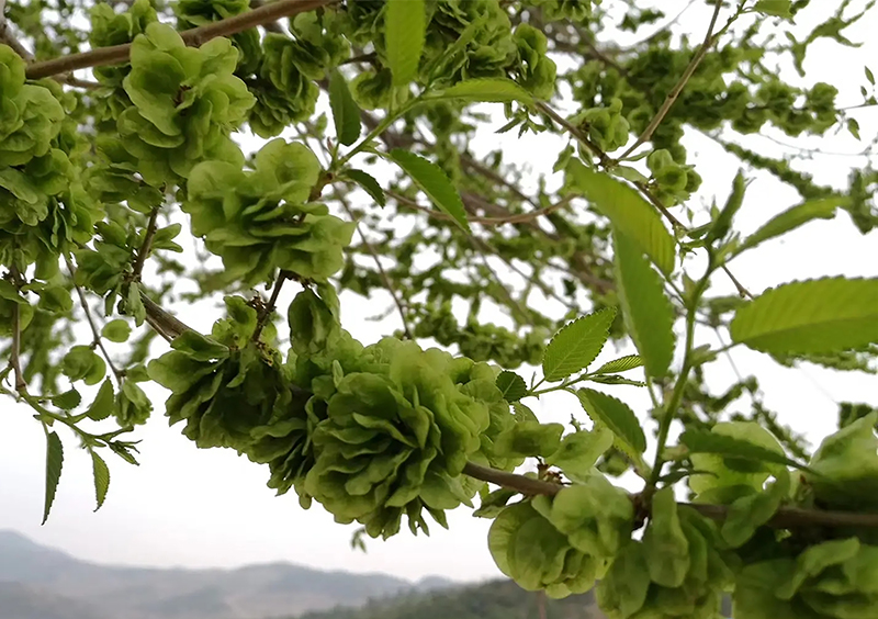 1650253150801887.jpg 安居煤矿:榆钱儿(李文静).jpg