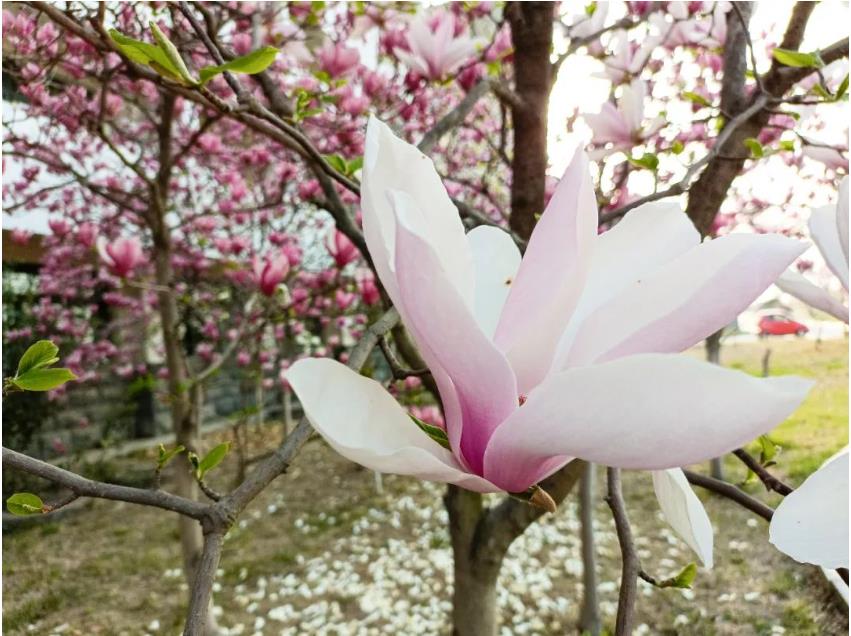 1680924348790428.jpg 微信截图_20230408112326.jpg